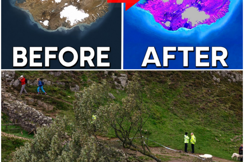 The Surprising Journey of Iceland’s Forest Restoration