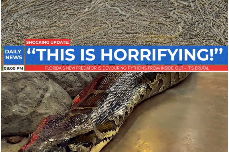 The Silent Invader: How a Lungworm is Devouring Florida’s Burmese Pythons