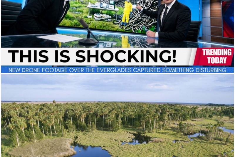 The Unseen Battle for Florida’s Everglades: A Story of Hope and Despair